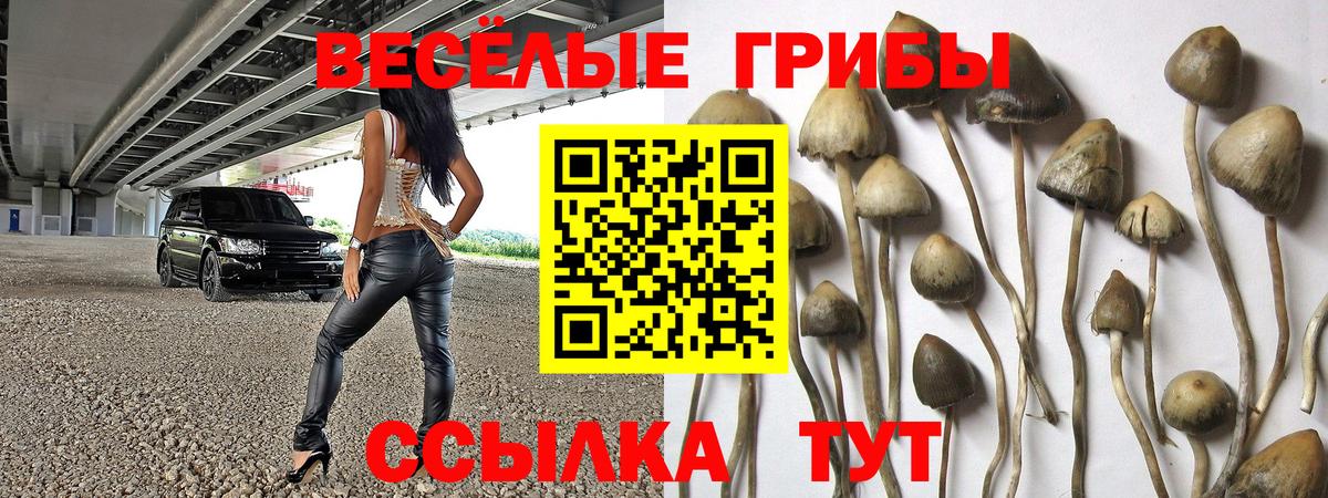 Гусь-Хрустальный  купить наркотики цена  Вход с VPN  Галлюциногенные грибы Psilocybine cubensis  Псилоцибиновые грибы Psilocybe 